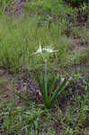 Spring spiderlily